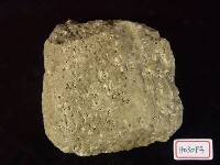藏品(釘螺砂岩)的圖片